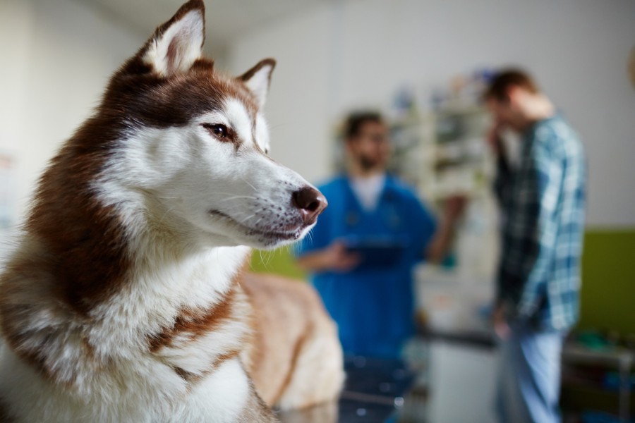 Quels sont les débouchés après une formation en soigneur animalier ?